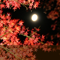 芸・食・観･･･の秋