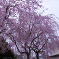 奈良の一番桜･･･枝垂れ桜