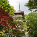 宇治　三室戸寺