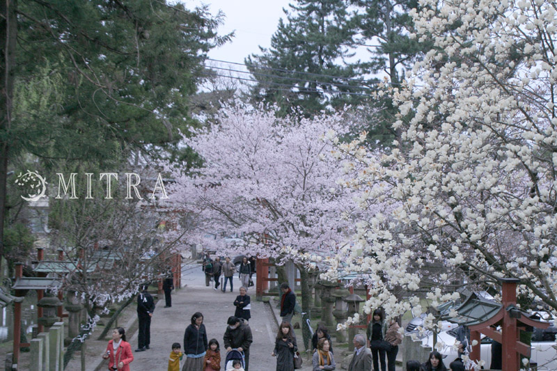 奈良の一番桜･･･枝垂れ桜