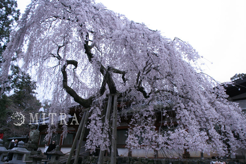 奈良の一番桜･･･枝垂れ桜